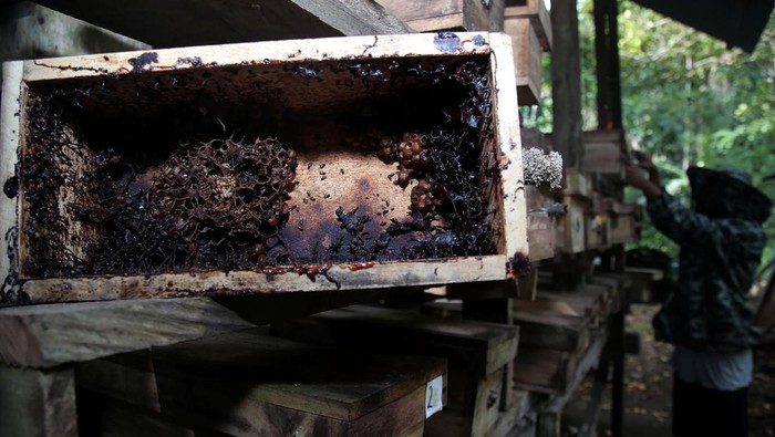 Peternak memeriksa sarang lebah madu trigona yang dibudidayakan di Kelurahan Marikurubu, Kota Ternate, Maluku Utara, Minggu (8/10/2023). Menurut peternak lebah, pada musim kemarau hasil panen madu trigona yang dijual Rp90 ribu per 100 ml itu turun karena sedikitnya bunga yang mekar. ANTARA FOTO/Andri Saputra/aww.