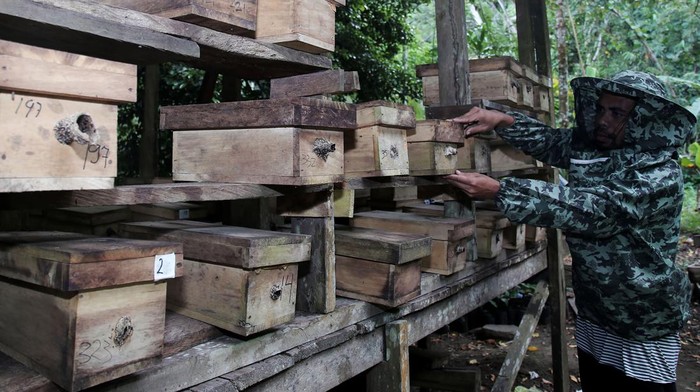 Peternak memeriksa sarang lebah madu trigona yang dibudidayakan di Kelurahan Marikurubu, Kota Ternate, Maluku Utara, Minggu (8/10/2023). Menurut peternak lebah, pada musim kemarau hasil panen madu trigona yang dijual Rp90 ribu per 100 ml itu turun karena sedikitnya bunga yang mekar. ANTARA FOTO/Andri Saputra/aww.