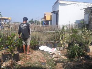 Kemarau Bikin Orang Ogah Beli Tanaman, Pedagang Merana
