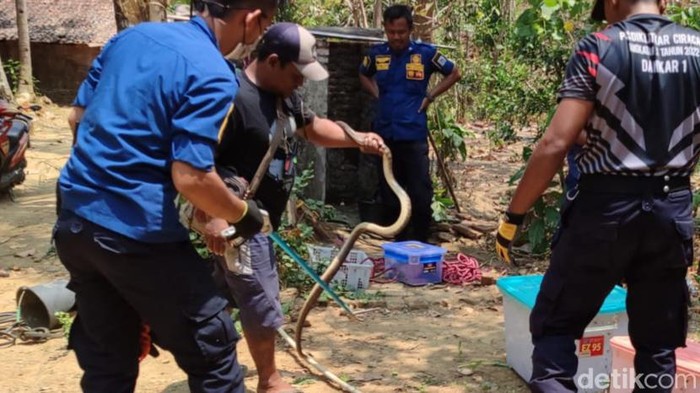 Petugas evakuasi dua ekor ular Bandotan Macan dari sumur di Klaten, Minggu (8/10/2023).