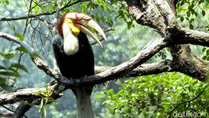 Burung julang emas (Rhyticeros undulatus )