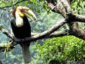Temuan Burung Langka di Hutan Sanggabuana dan Tawaran Pemburu Ratusan Ribu