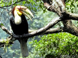 3 Jenis Burung Langka Ditemukan di Hutan Gunung Sanggabuana