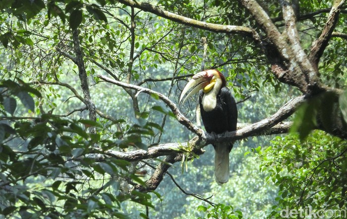 Burung julang emas (Rhyticeros undulatus )