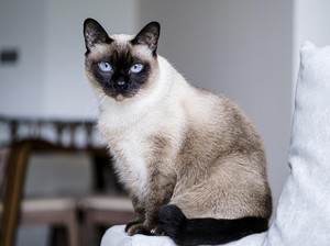 Kucing Siam: Jenis, Ciri Fisik, dan Fakta Uniknya