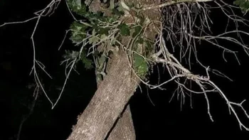 Si pohon yang punya kaki jenjang. Foto: Brightside