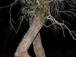 Kumpulan Objek Foto yang Harus Dilihat Lebih Teliti