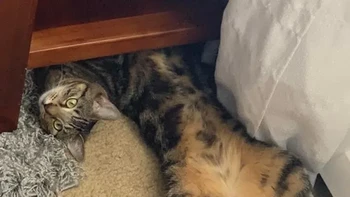 Seekor kucing yang terlihat seperti 2 kucing. Foto: Brightside