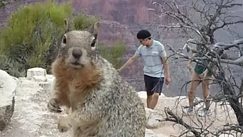 Awas! ada tupai raksasa. Foto: Brightside