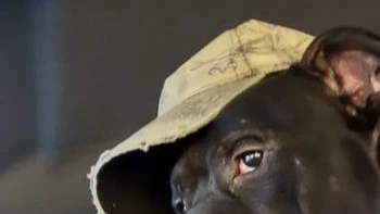 Sebelah si anjing ubu ada tuannya lho. Foto: Brightside