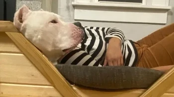 Lho ada manusia berkepala anjing? Foto: Brightside