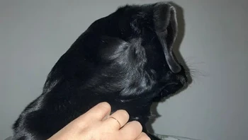 Ini mana wajah anjingnya ya? Foto: Brightside