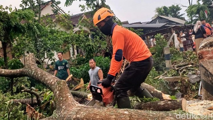pohon tumbang bondowoso