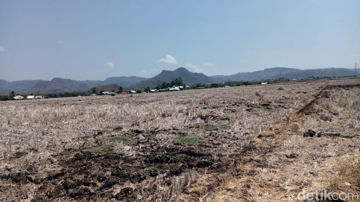 Potret sawah mengering di Lembor, Manggarai Barat, NTT. (Ambrosius Ardin/detikBali)