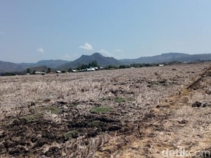 Ternak Kurus-Harga Turun gegara Kekeringan di Manggarai Barat