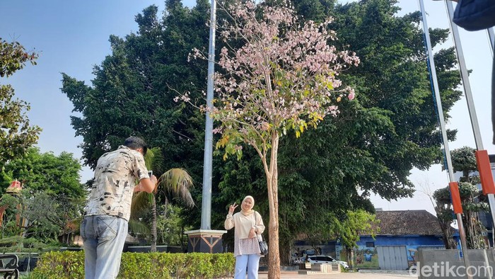 Suasana Alun-alun Pati saat pohon tabebuya mekar, Senin (9/10/2023).