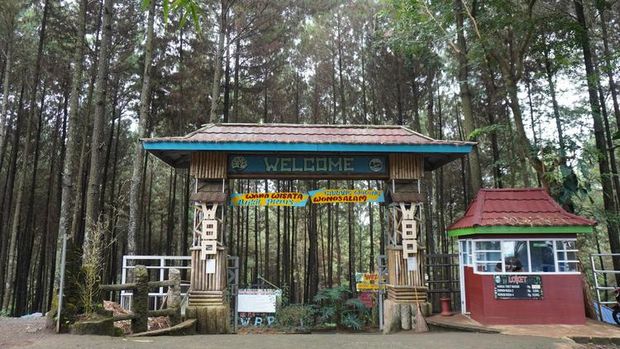 Bukit Pinus Jombang.