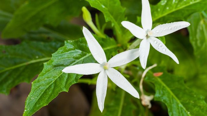 Mengenal Bunga Kitolod, Ciri-ciri, dan Manfaatnya untuk Kesehatan