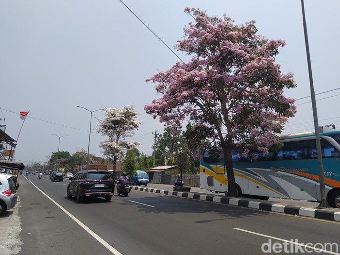 Bunga tabebuya bermekaran di Jalan Raya Magelang-Jogja, kawasan Mertoyudan, Kabupaten Magelang, Selasa (10/10/2023).