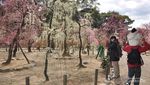 Di Jepang Ada Prefektur Mie, Ibukotanya Tsu, Ayo Lihat Kecantikannya!