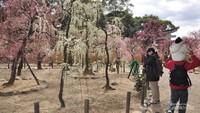 Bunga Plum atau Ume yang mekar di bulan Maret di Yuki Jinja