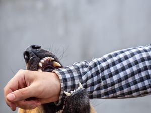 Dinkes Waspadai Kasus Gigitan HPR di Lubuklinggau