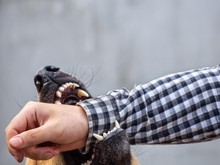 2 Bocah Dikeroyok 6 Anjing Liar di Sulbar, Sempat Dikira Bangkai