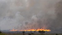 Api membakar lahan di Desa Teluk Kecapi, Pemulutan, Ogan Ilir, Sumatera Selatan. 