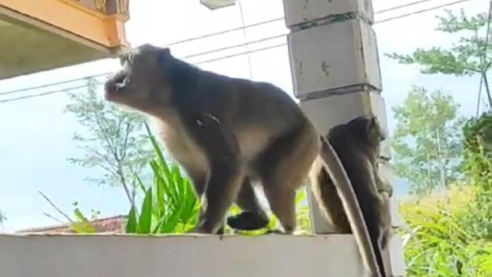 monyet di Ponorogo