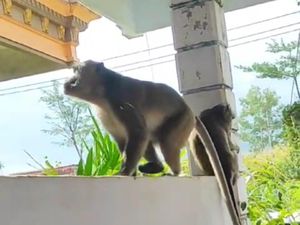 Viral Pemotor Tabrak Monyet di Jembatan Kali Pentung Patuk, Ini Kata Polisi