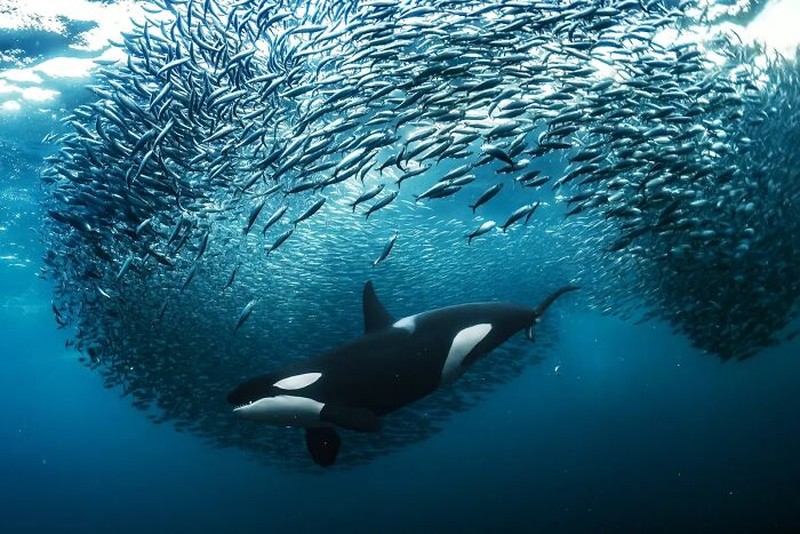 Nature TTL Photographer of the Year 2023