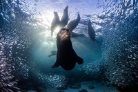 Nature TTL Photographer of the Year 2023