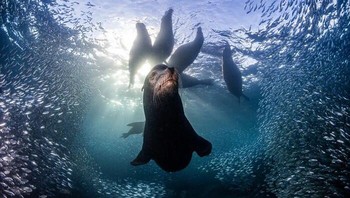 Jawara Wild Portaits: Simon Biddie, Inggris. Dibandingkan dengan singa laut betina, singa laut California jantan berukuran lebih besar, memiliki leher lebih tebal, dan memiliki jambul sagital abu-abu yang menonjol. Selama musim kawin, pejantan menjadi teritorial dan melindungi haremnya yang berisi hingga 30 betina. Singa laut di kawasan ini jumlahnya bertambah banyak dibandingkan koloni lain di Meksiko. Hal ini berkat perlindungan yang ditawarkan dengan menjadi situs Warisan Dunia UNESCO dan Taman Laut Nasional, di mana zona larangan mengambil melindungi seluruh rantai makanan, menyediakan sumber makanan yang kaya bagi singa laut. Foto: Nature TTL Photographer of the Year