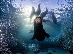 Karya Jawara Kontes Foto Alam Bikin Terkesima