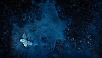 Pemenang kategori Small World diraih Florian Smit, JermanGambar ini diambil di Taman Nasional Rondane di Norwegia. Ini menunjukkan seekor ngengat mati tergeletak di permukaan lapisan bakteri.  Foto: Nature TTL Photographer of the Year