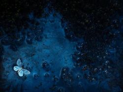 Karya Jawara Kontes Foto Alam Bikin Terkesima