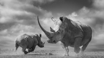 Highly Commended Animal Behavior: karya Amish Chhagan. Foto: Nature TTL Photographer of the Year