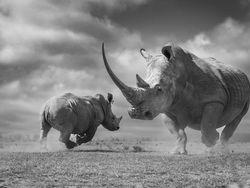 Karya Jawara Kontes Foto Alam Bikin Terkesima