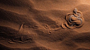 Highly Commended Animal Behavior: karya Paul Lennart Schmid.  Foto: Nature TTL Photographer of the Year