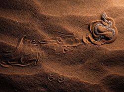 Karya Jawara Kontes Foto Alam Bikin Terkesima