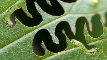 Highly Commended Small World: karya Andrew Neal. Foto: Nature TTL Photographer of the Year