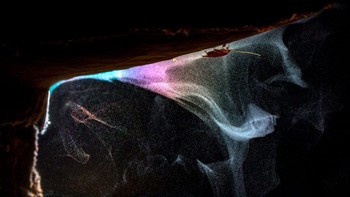 Highly Commended Small World: karya Bernhard Schubert. Foto: Nature TTL Photographer of the Year