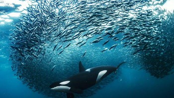 Juara kedua kategori Underwater diraih Andy Schmid, Swiss. Setiap musim dingin, kawanan ikan haring dalam jumlah besar bermigrasi dari laut terbuka ke fjord di Norwegia Utara dan menarik sejumlah besar predator besar, seperti paus orca dan paus bungkuk. Menyaksikan orca memakan ikan haring dengan menggunakan apa yang disebut teknik carousel feeding sangat mengasyikkan namun tidak mudah untuk ditangkap karena berbagai faktor: terbatasnya cahaya dan jarak pandang, aksi cepat, ditambah suhu permukaan dan air yang dingin. Foto: Nature TTL Photographer of the Year