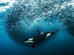 Karya Jawara Kontes Foto Alam Bikin Terkesima