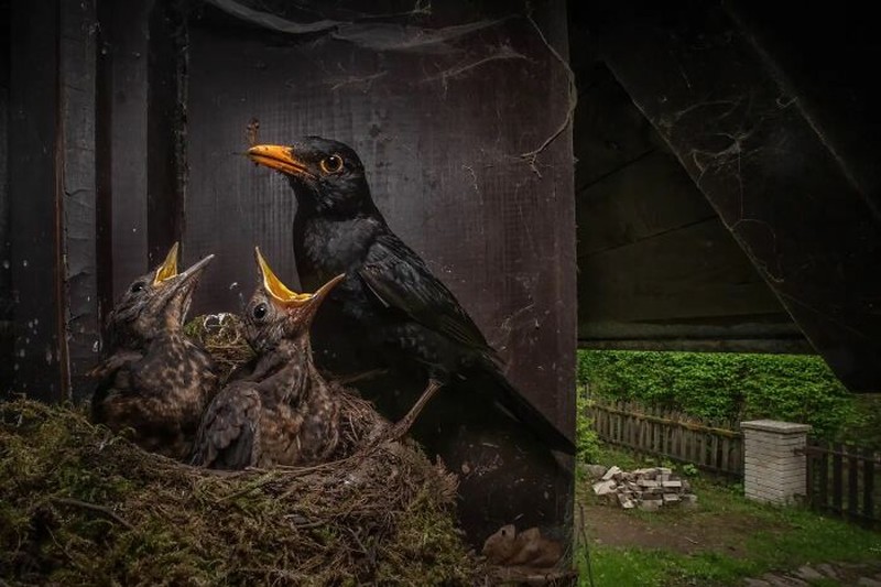 Nature TTL Photographer of the Year 2023
