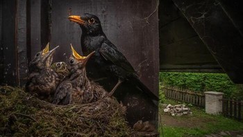 Juara kedua kategori Camera Traps diraih Igor Mikula, Slovakia. Foto: Nature TTL Photographer of the Year