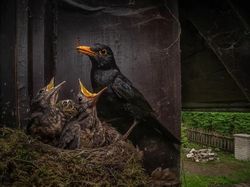 Karya Jawara Kontes Foto Alam Bikin Terkesima