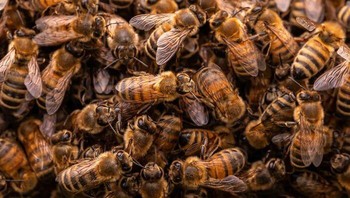 Young Nature TTL Photographer of the Year 2023 diraih oleh Lucy Monckton, Inggris Foto: Nature TTL Photographer of the Year