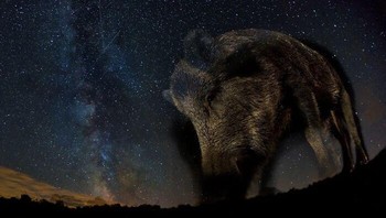 Juara pertama kategori The Night Sky diraih Bence Mate dari Hongaria. Saya terus mencari perspektif baru dalam memotret satwa liar. Gambar ini diambil dengan kamera kendali jarak jauh yang ditempatkan di dalam tangki ikan. Beruntung babi hutan itu tetap bergeming pada saat foto itu diambil. Di Hongaria, tempat komposisi ini diambil, Bima Sakti sangat jarang berada pada ketinggian yang cukup rendah di langit hingga menyentuh cakrawala, dan fenomena ini hanya terjadi selama beberapa hari di bulan Agustus, ujarnya. Foto: Nature TTL Photographer of the Year