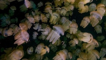 Juara ketegori Underwater diraih Rowan Dear, Inggris. Selama beberapa tahun terakhir, saya telah menyaksikan kumpulan besar Jelly Blubber di Sydney sekitar bulan Maret hingga April ketika angin dan arus bertiup kencang untuk membawa mereka dari jauh ke Utara. Tahun ini, kami mendapat 2-3 kali lebih banyak dari yang pernah saya lihat. Satu area memiliki kumpulan kental yang besar, yang membentang hingga kedalaman sekitar 5m. Dari permukaan, memotret ke bawah, sungguh luar biasa bisa mendapatkan persepsi kedalaman nyata tentang berapa banyak yang ada dan menciptakan lingkungan mirip alien ini. Foto: Nature TTL Photographer of the Year